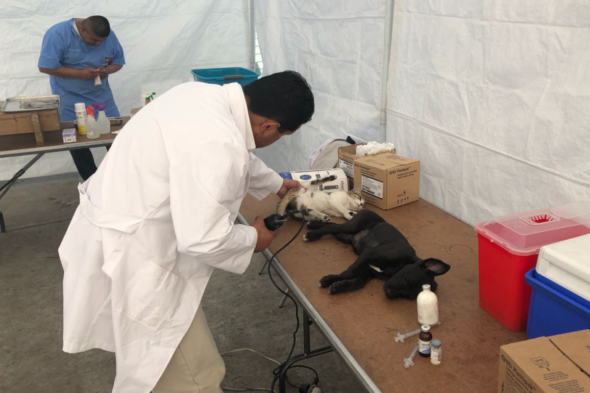 Retoma alcaldía capitalina Campaña de Esterilización canina y felina